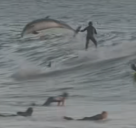 california waves with dolphin surfers
